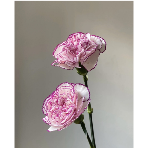 Carnation