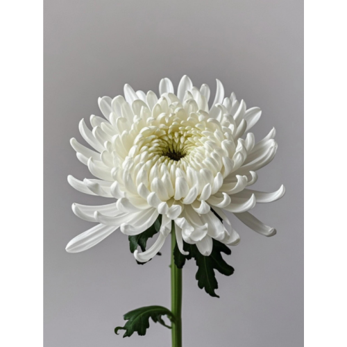 Chrysanthemum