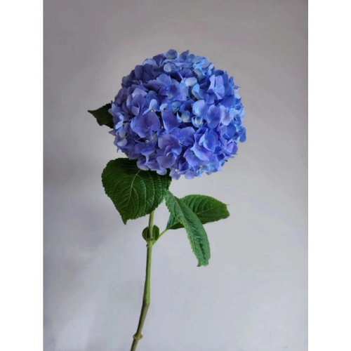 Hydrangea